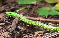 Bild på grön orm